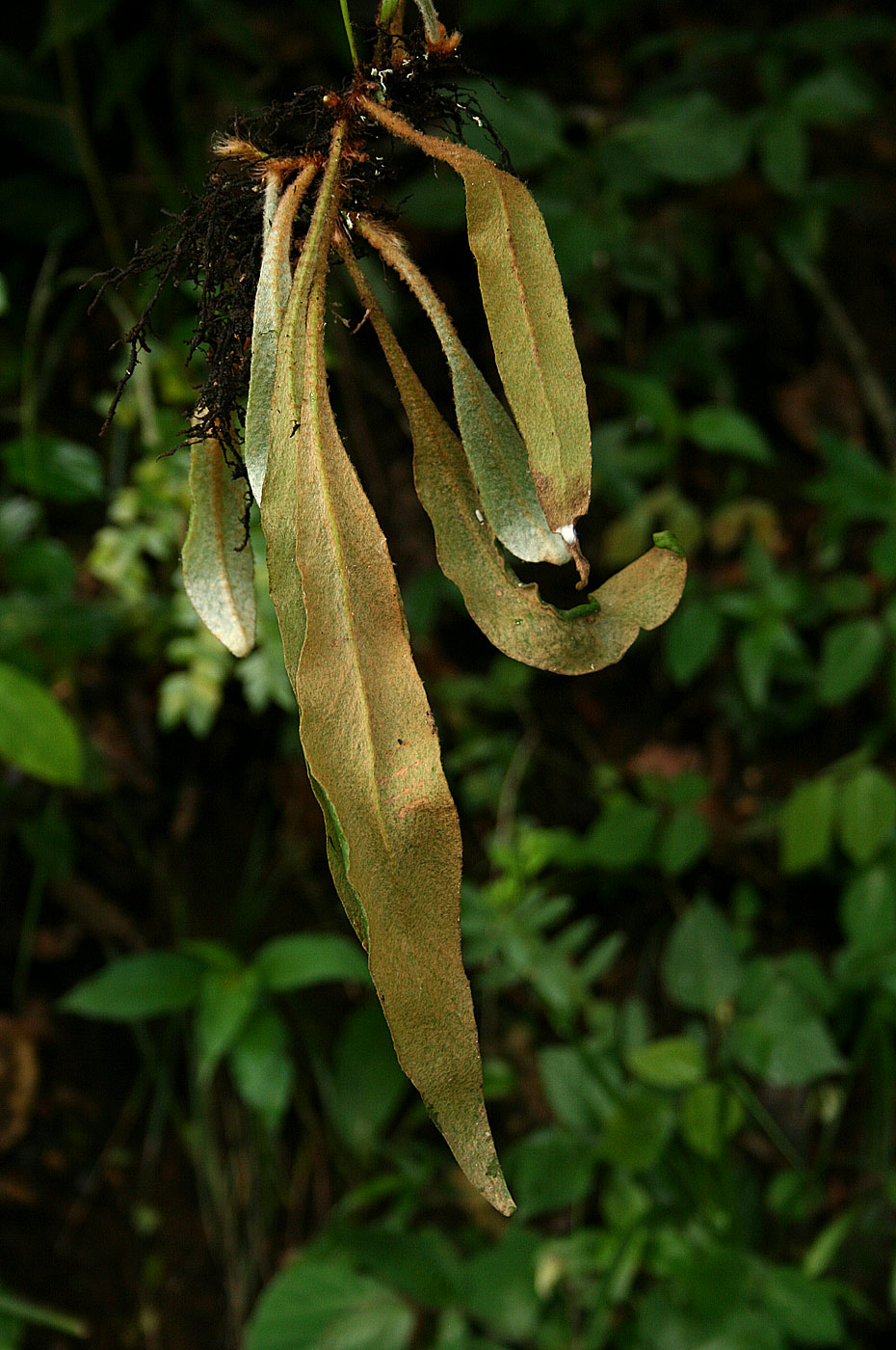 Pyrrosia rhodesiana