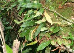 Pyrrosia rhodesiana