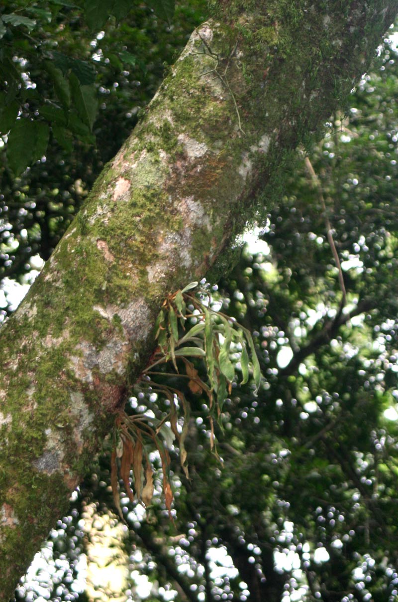 Pyrrosia rhodesiana