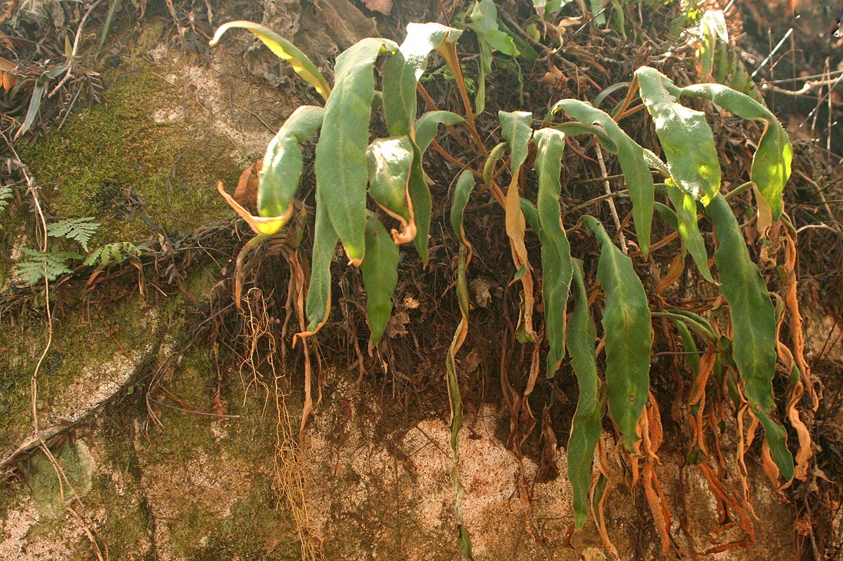 Pyrrosia rhodesiana