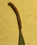 Belvisia spicata