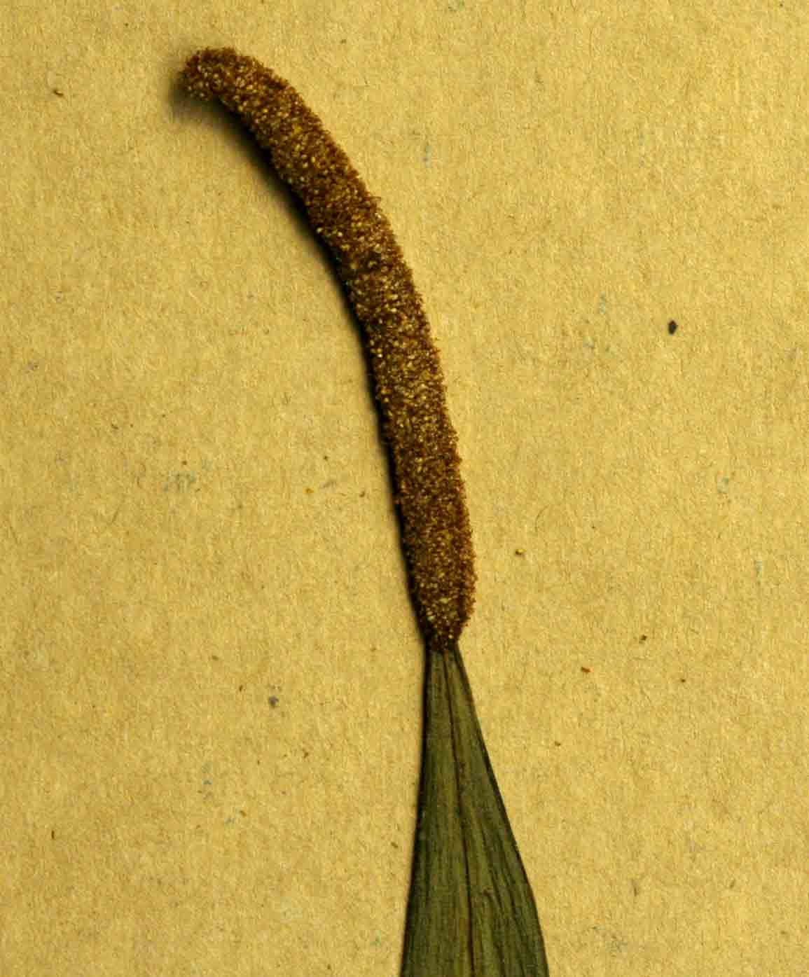 Belvisia spicata