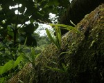 Belvisia spicata