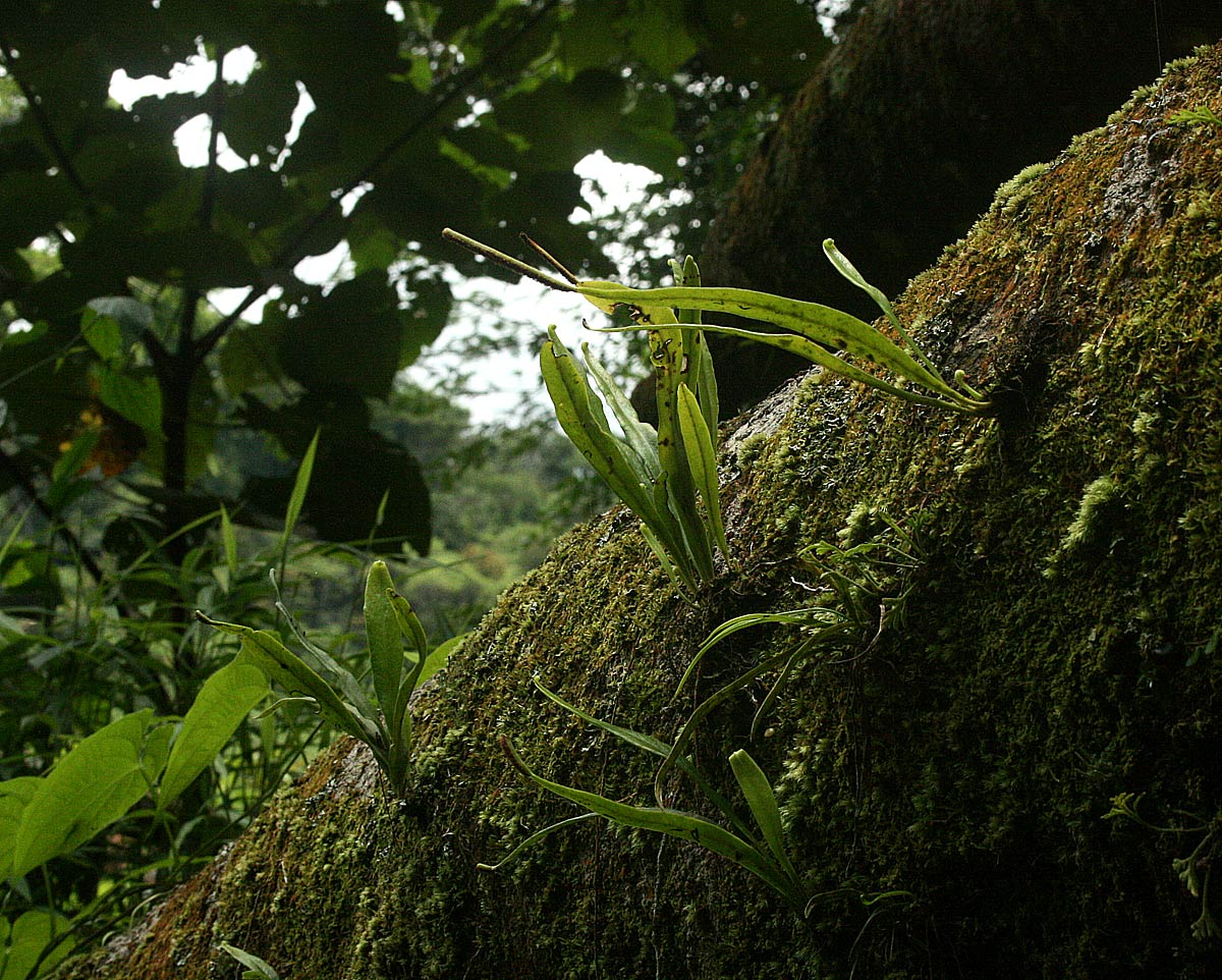 Belvisia spicata