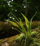 Belvisia spicata