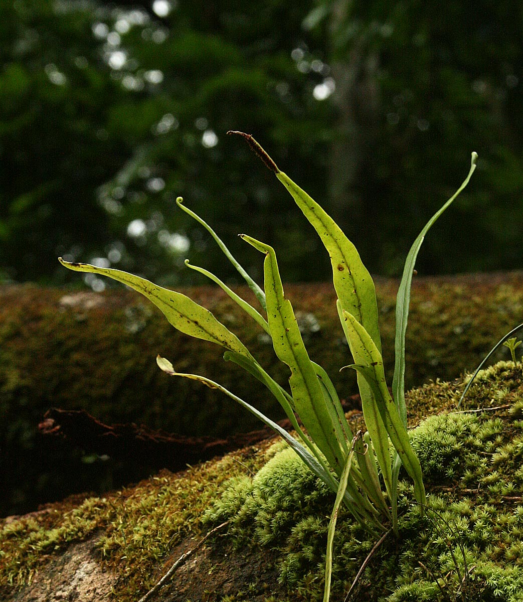 Belvisia spicata