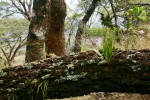 Belvisia spicata