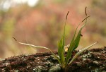 Belvisia spicata