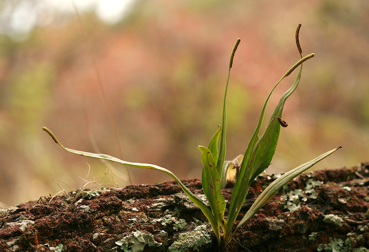 Belvisia spicata