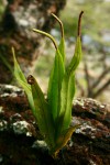 Belvisia spicata