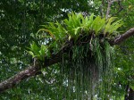 Microsorum punctatum