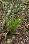 Microsorum punctatum