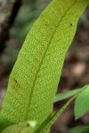 Microsorum punctatum