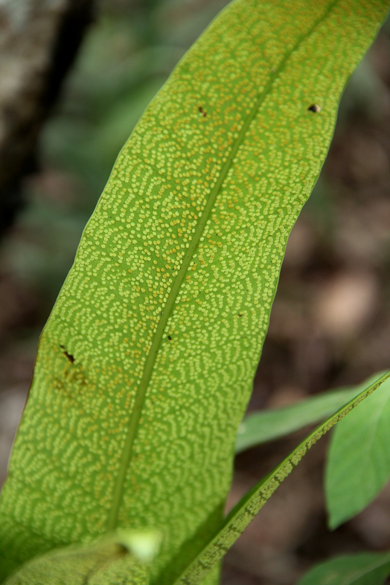 Microsorum punctatum