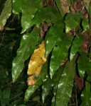 Microsorum punctatum