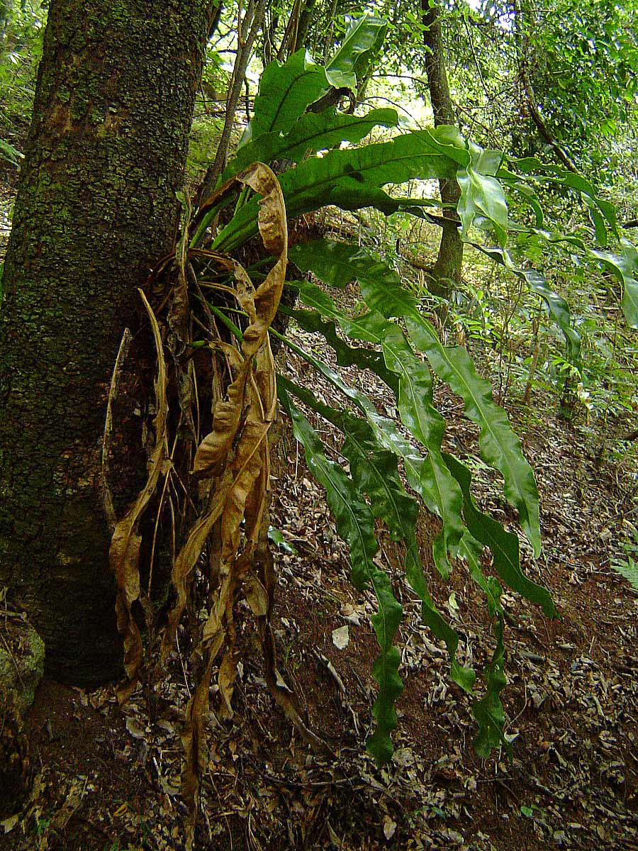 Microsorum punctatum