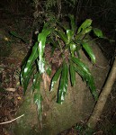 Microsorum punctatum