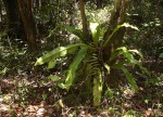 Microsorum punctatum