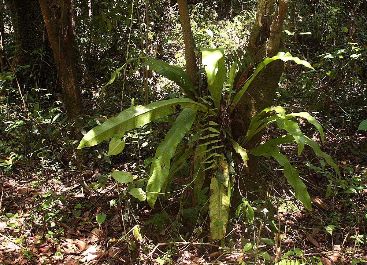 Microsorum punctatum