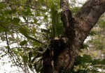 Microsorum punctatum