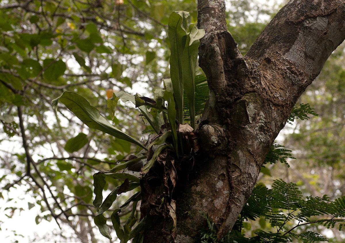Microsorum punctatum