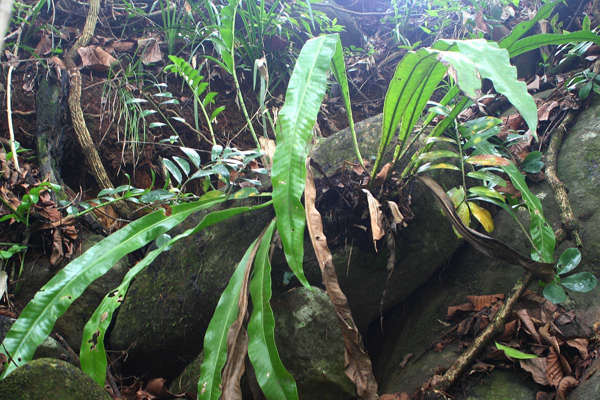 Microsorum punctatum