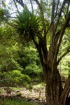 Microsorum punctatum