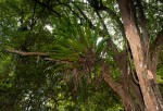 Microsorum punctatum