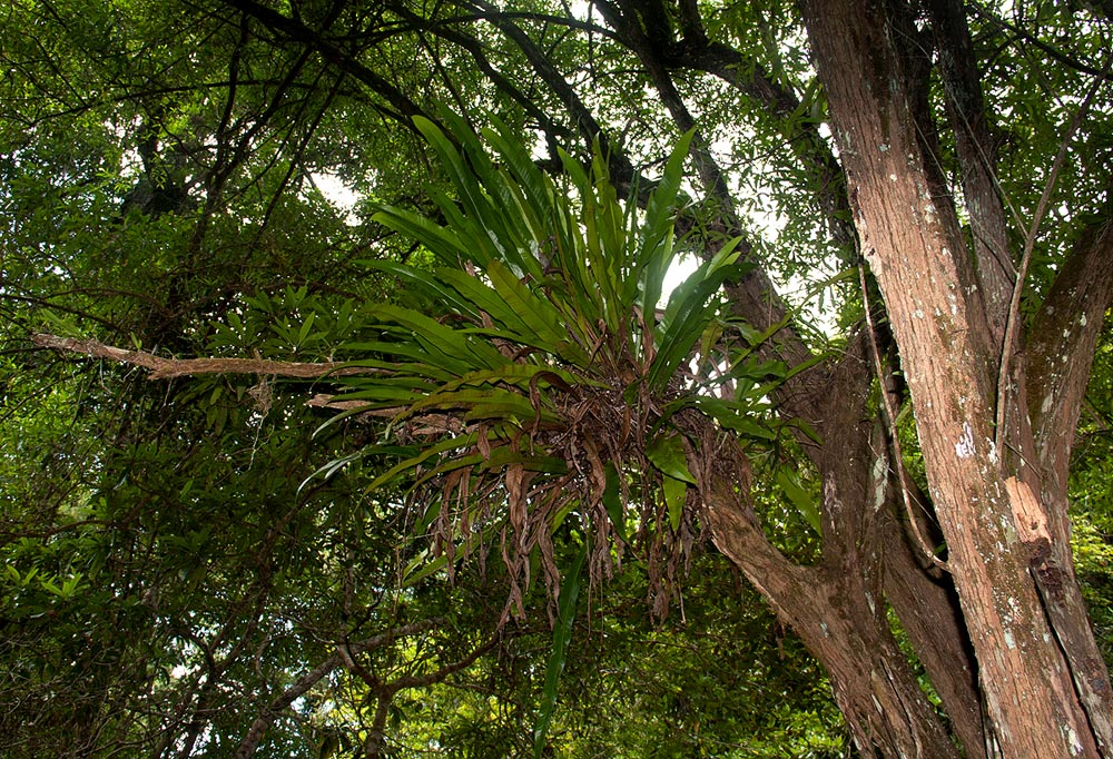 Microsorum punctatum