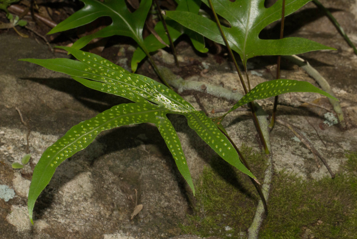 Microsorum scolopendria
