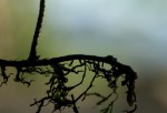 Pleopeltis polypodioides subsp.  ecklonii