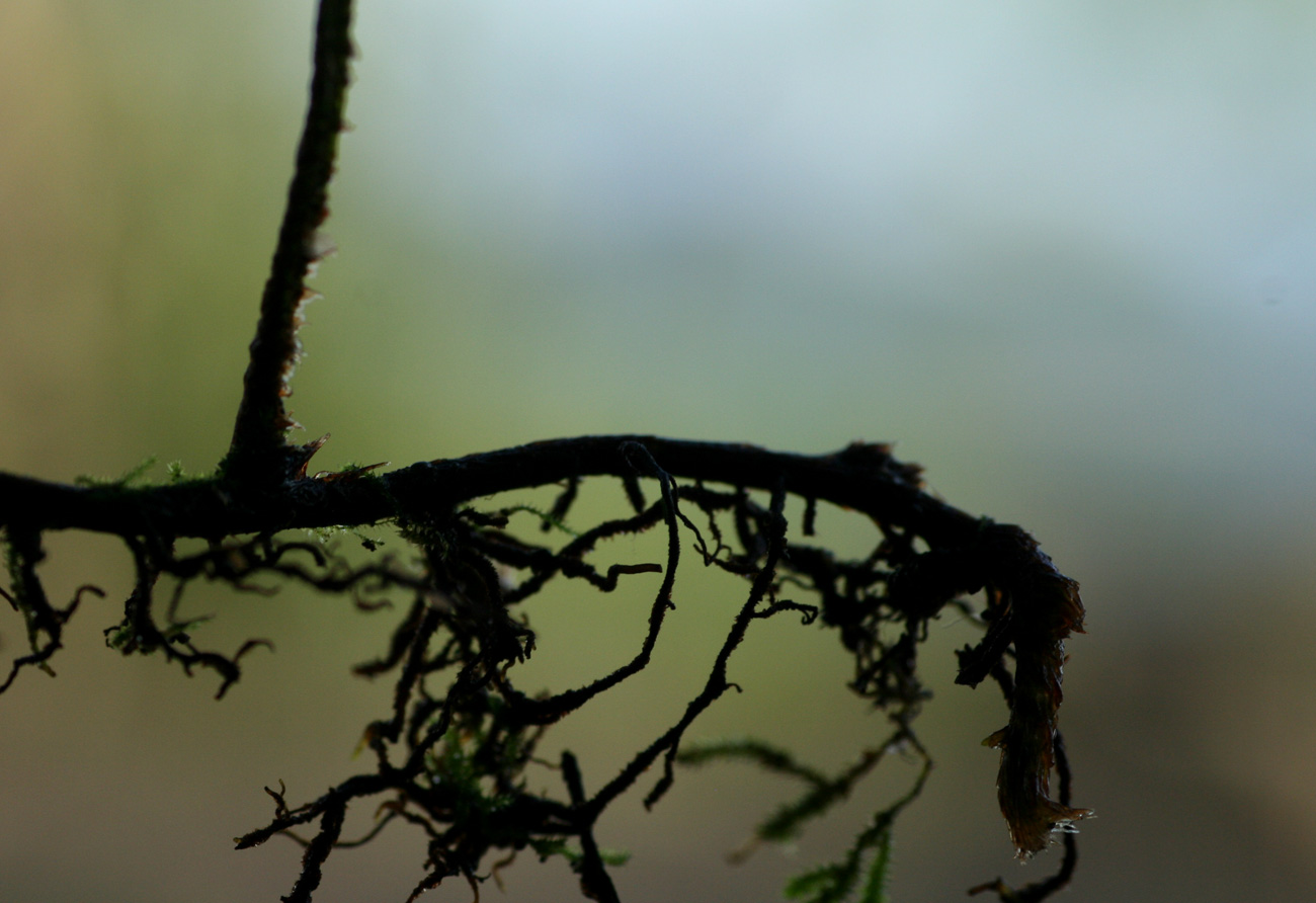 Pleopeltis polypodioides subsp.  ecklonii