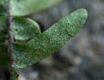 Pleopeltis polypodioides subsp.  ecklonii