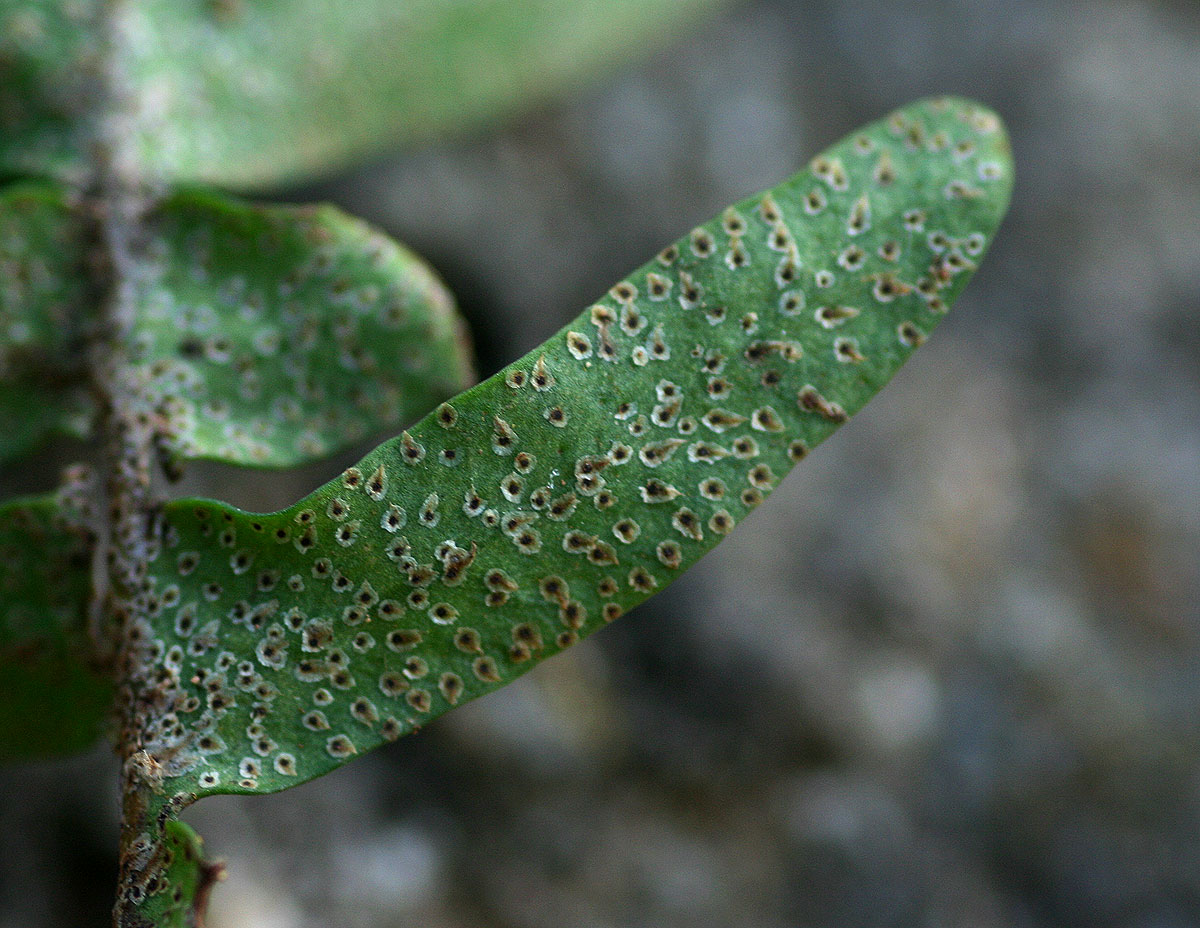 Pleopeltis polypodioides subsp.  ecklonii