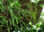 Pleopeltis polypodioides subsp.  ecklonii