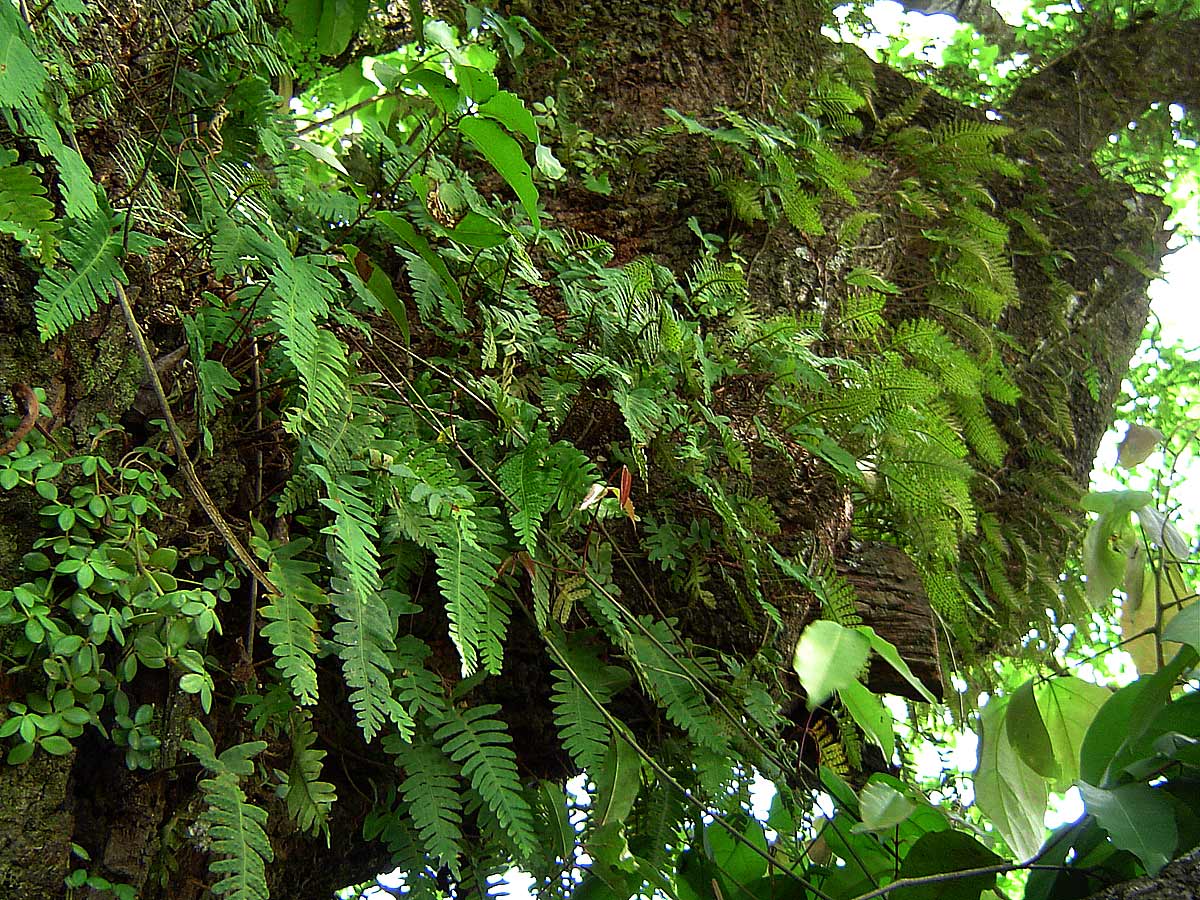 Pleopeltis polypodioides subsp.  ecklonii