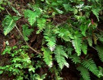 Pleopeltis polypodioides subsp.  ecklonii