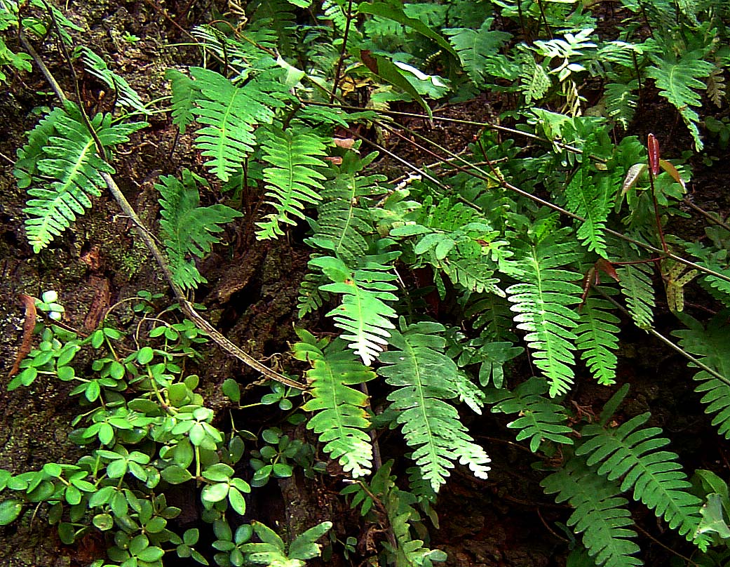 Pleopeltis polypodioides subsp.  ecklonii