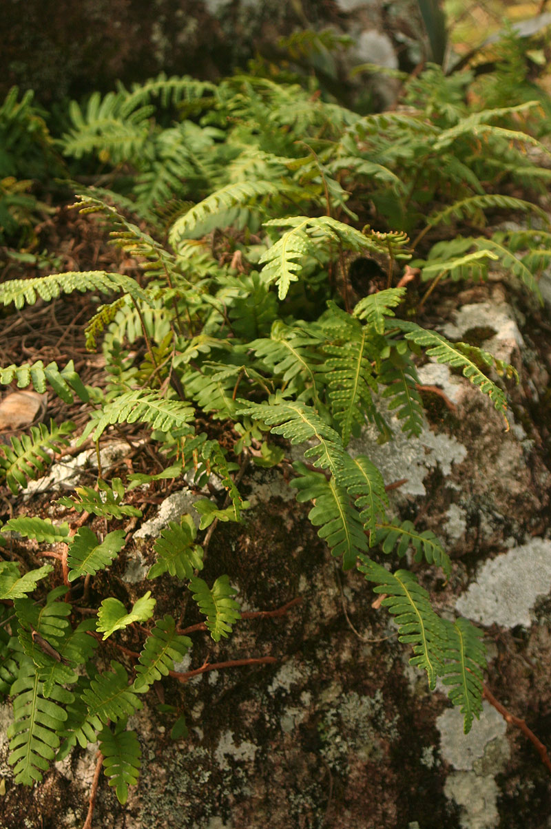 Pleopeltis polypodioides subsp.  ecklonii