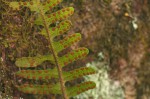 Pleopeltis polypodioides subsp.  ecklonii