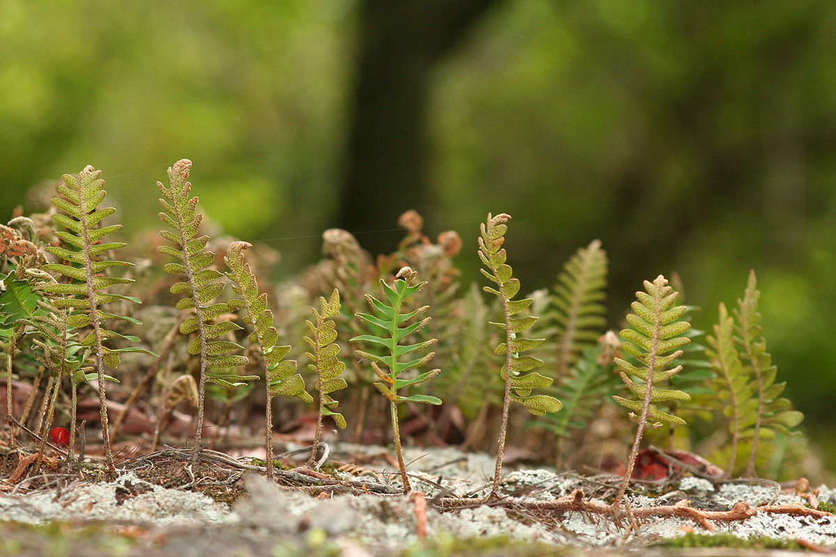 Pleopeltis polypodioides subsp.  ecklonii