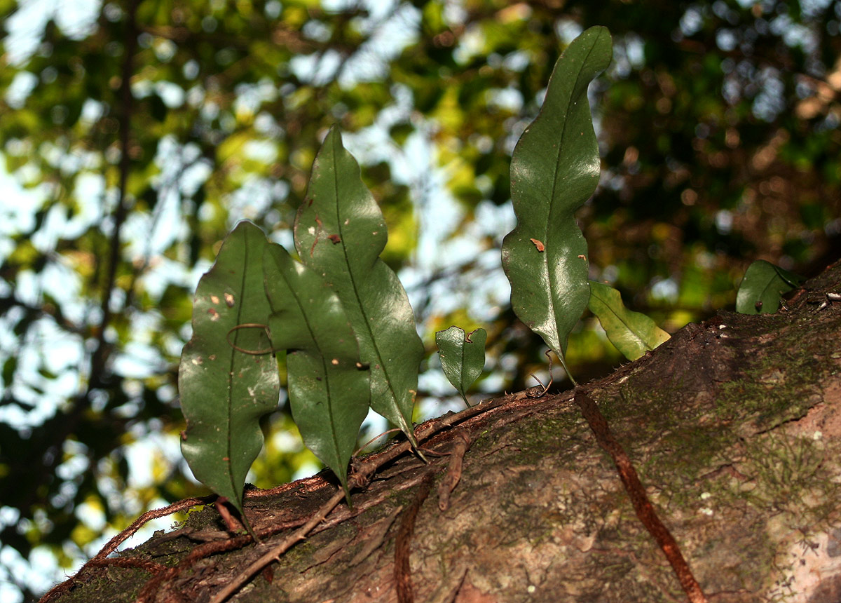 Microgramma mauritiana