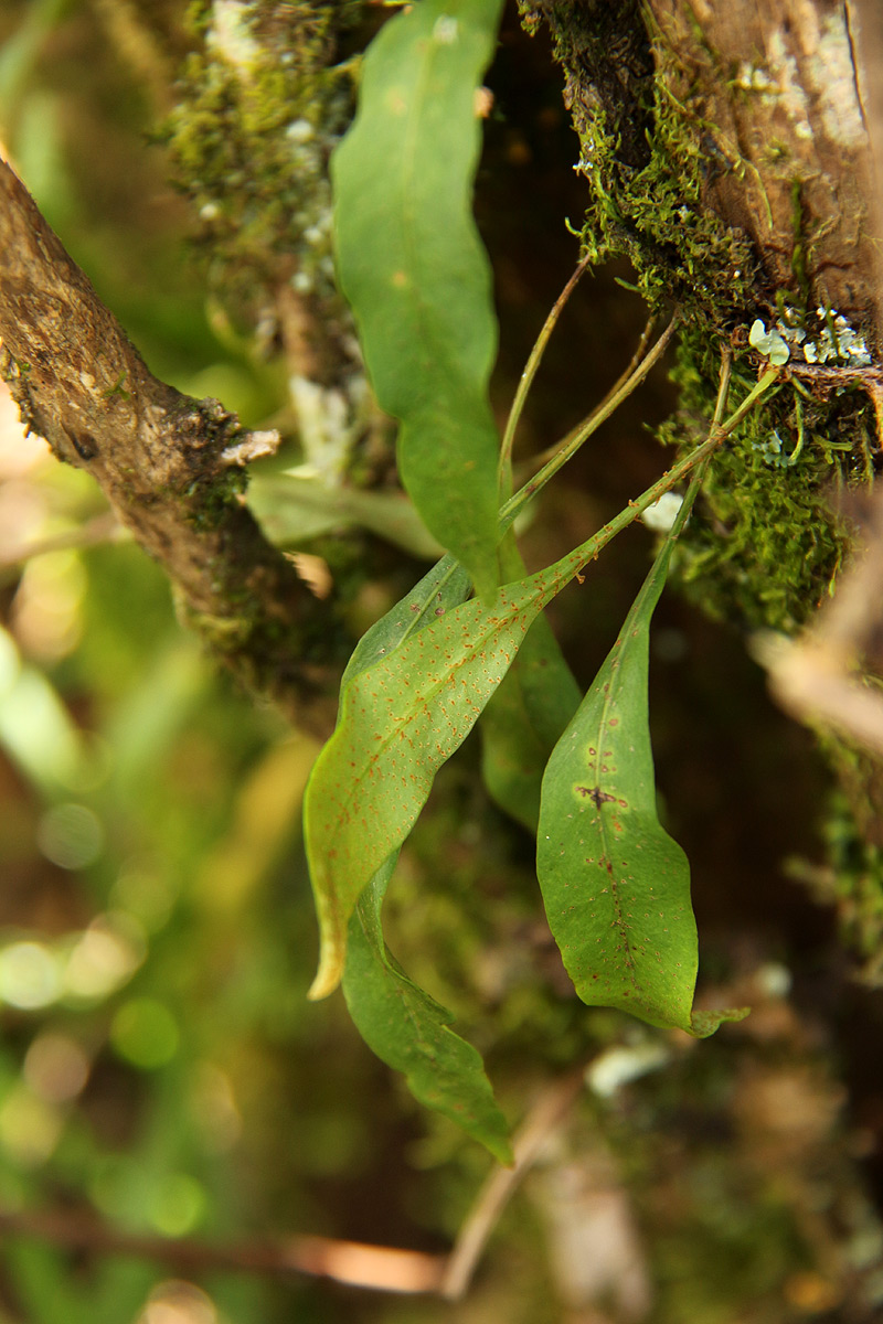 Pleopeltis macrocarpa