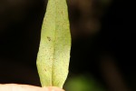 Pleopeltis macrocarpa