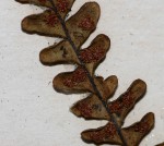 Melpomene flabelliformis