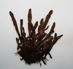 Grammitis nanodes
