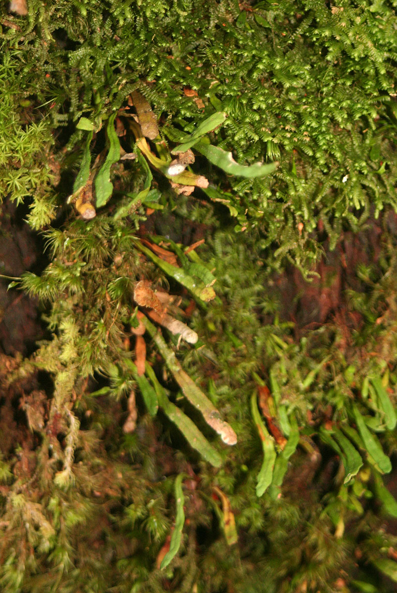 Grammitis nanodes