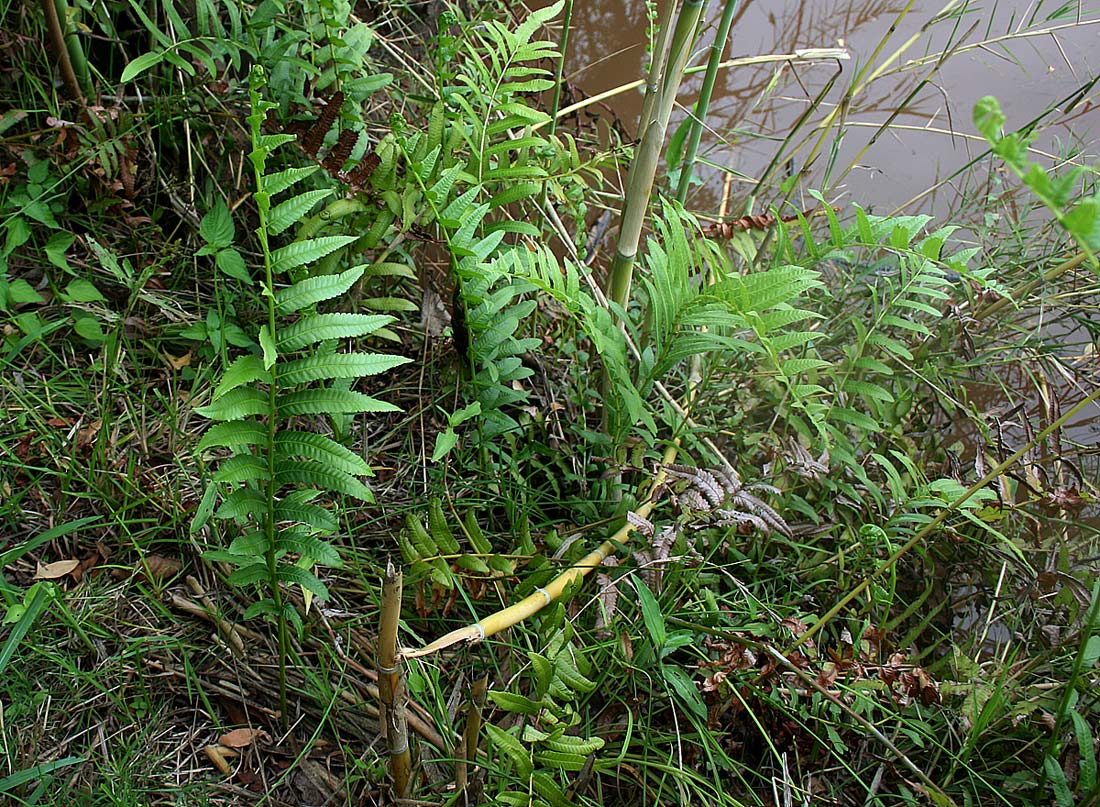 Ampelopteris prolifera