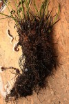 Pseudocyclosorus pulcher