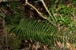 Pneumatopteris unita